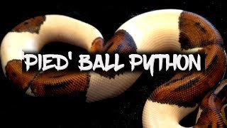 The Potential of the Pied Ball Python [upl. by Bethena]