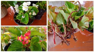 How To Care Begonia  How To Grow Begonia From Cuttings [upl. by Hindorff]