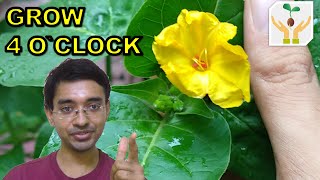 How to Grow 4 OClock Mirabilis Jalapa from Seeds [upl. by Ocramed689]