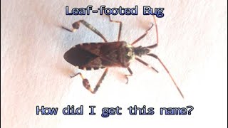 Leaffooted Bug Acanthocephala spp [upl. by Ecyal]