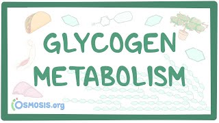 Glycogen metabolism [upl. by Ainoda570]