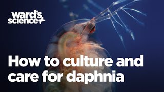 Caring and Culturing for Daphnia [upl. by Suilienroc]