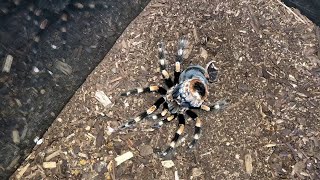 Mexican Red Knee Tarantula Molting Timelapse  ViralHog [upl. by Baudoin489]