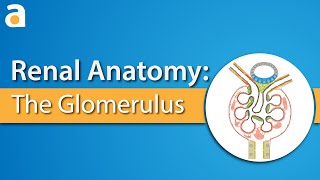 Renal Anatomy The Glomerulus [upl. by Yeldud]