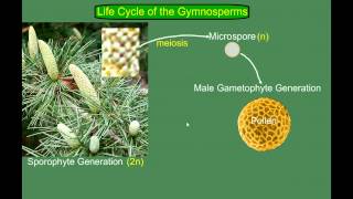 Gymnosperm Pine Life Cycle [upl. by Yentruocal968]