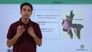 Class 11th – Flower – Introduction  Morphology of Flowering Plants  Tutorials Point [upl. by Myron484]