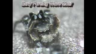 Jumping spider mating dance and song Habronattus schlingerii [upl. by Martella]