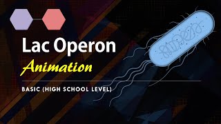 Lac Operon Basic Animation  Gene regulation in Prokaryotes [upl. by Anirac308]