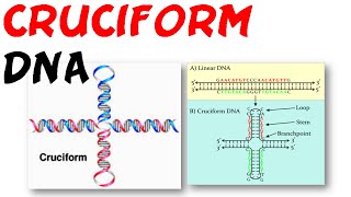 DNA structure  Cruciform DNA [upl. by Sonny774]