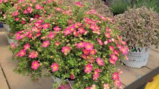 Potentilla Happy Face® Hearts Bush Cinquefoil  Hardy NATIVE Easy to Grow dwarf shrub [upl. by Sinnod]