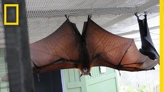 How Do Bats Land Upside Down  National Geographic [upl. by Attej]