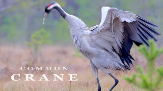 Common CRANE bird dance and sounds [upl. by Isus]