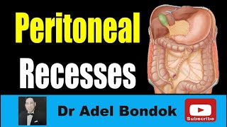 49 Peritoneal development step 0 model introduction [upl. by Colley]