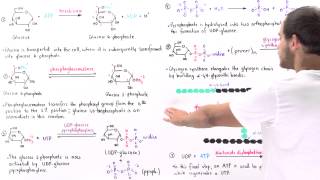 Overview of Glycogenesis [upl. by Ettezoj718]