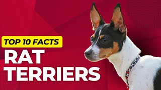 Rat Terrier Dogs 101 Top 10 Rat Terrier Facts [upl. by Laen]