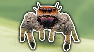 All About Jumping Spiders [upl. by Lynn]