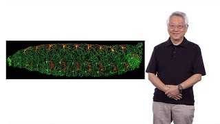 YuhNung Jan UCSFHHMI 1 How Does a Neuron Develop its Dendritic Morphology [upl. by Retsevel]