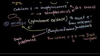 Catalase and oxidase tests [upl. by Notgnillew157]