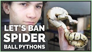 Brian Barczyk amp Why Spider Ball Pythons are Terrible [upl. by Einad]