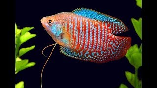 Everything About Dwarf Gourami [upl. by Katy]