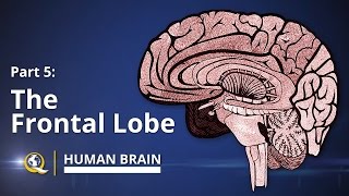 Frontal Lobe  Human Brain Series  Part 5 [upl. by Pihc608]