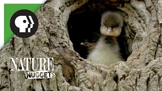 Ducklings Leave the Nest  NATURE Nuggets [upl. by Eatnoed486]