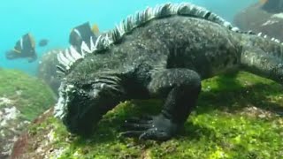 Swimming Marine Iguanas  Galapagos  BBC Earth [upl. by Stern483]