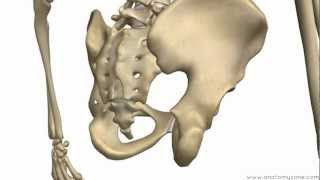 Bones of the Pelvis  Hip Bones  Anatomy Tutorial [upl. by Crifasi]