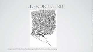 What Is A Dendrite [upl. by Mojgan753]