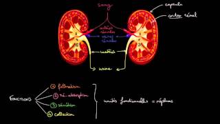 Radiographic Positioning of the Large Intestine [upl. by Zitella567]