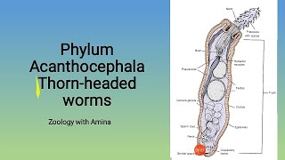 Phylum Acanthocephala  Thornheaded worms  Morphology Anatomy and life cycle of Acanthocephalans [upl. by Eelytsirk]