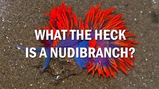 What is a Nudibranch [upl. by Aimal897]