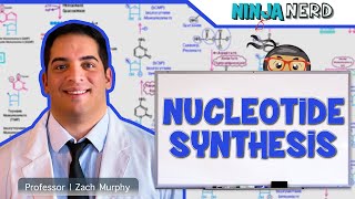 Metabolism  Nucleotide Synthesis  Purine amp Pyrimidine Synthesis [upl. by Mccreery941]