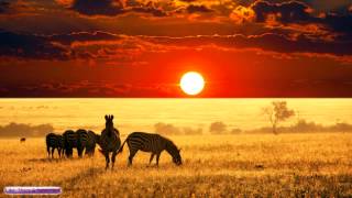 African Music  African Savannah  Relax Study amp Ambience [upl. by Roth]