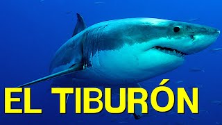 El TIBURÓN cómo vive alimentación nado morfología🦈 [upl. by Hennahane]