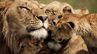 The Strongest LION PRIDE in Luangwa Valley  National Geographic Documentary 2020 Full HD 1080p [upl. by Hermia]