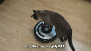 Cat shows HOW TO use iRobot Roomba Vacuum [upl. by Leventis]