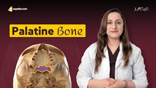 Palatine Bone  Cranial Osteology  Anatomy Lecture for Medical Students  VLearning™ [upl. by Emera]