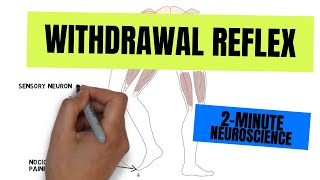 2Minute Neuroscience Withdrawal Reflex [upl. by Tnairb]