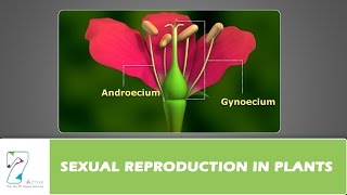 SEXUAL REPRODUCTION IN PLANTS [upl. by Hendrik]