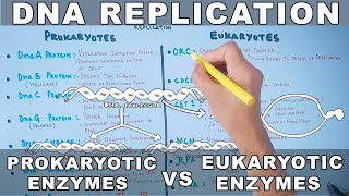 DNA Replication  Prokaryotic vs Eukaryotic Enzymes [upl. by Farrar]