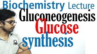 Gluconeogenesis pathway biochemistry [upl. by Naerda]