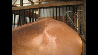 Sacroiliac Joint Pain in Horses [upl. by Backer786]