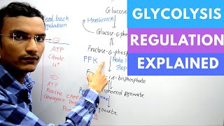 Regulation of Glycolysis [upl. by Adaran]