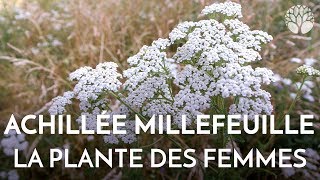 Propriétés de lachillée millefeuille plante des femmes [upl. by Follmer]