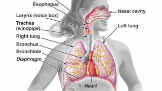 Difference Between Pharynx and Larynx [upl. by Norved36]