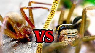 Wolf Spider VS Brown Recluse  How to Spot the Difference [upl. by Meyeroff]