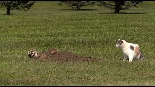 Badger Vs Cat in Yard [upl. by Eiluj925]