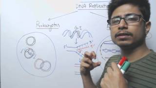 Prokaryotic DNA Replication vs eukaryotic DNA Replication [upl. by Htnamas340]