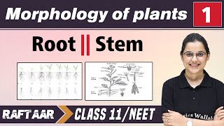 Morphology in Plants 01  Root  Stem  Class 11NEET  RAFTAAR [upl. by Nimzaj]